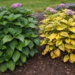 Czemu liście tej samej rośliny żółkną tylko w jednej części ogrodu