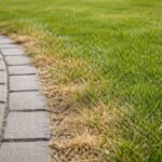 Dlaczego trawa przy ścieżkach wysycha szybciej niż na środku trawnika