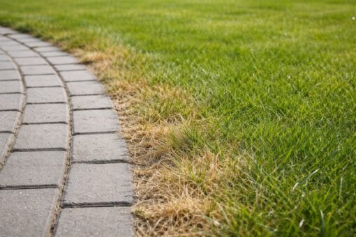 Dlaczego trawa przy ścieżkach wysycha szybciej niż na środku trawnika